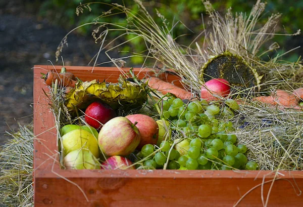 Frisches Bio-Obst und -Gemüse in Holzkiste am sonnigen Tag. Äpfel, Trauben, Sonnenblumen und Möhren. Erntezeit, Herbst im Garten, Landwirtschaft und landwirtschaftliches Konzept. Stockfoto