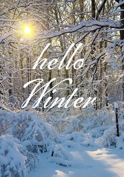 Merhaba Winter.Winter orman güneşli gün karla kaplı. Karlı kış orman ağaçlarında. Kış konsepti.
