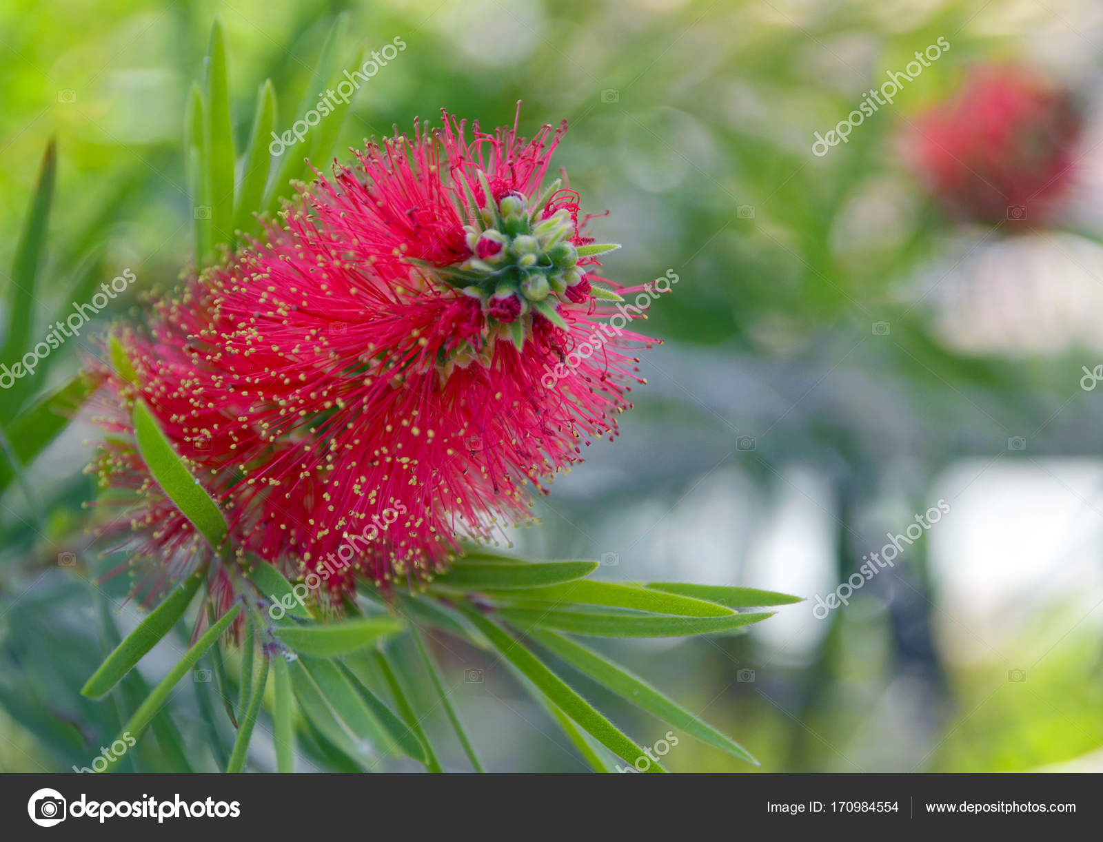 Roter Zylinderputzer-Blüten im tropischen Garten von ...