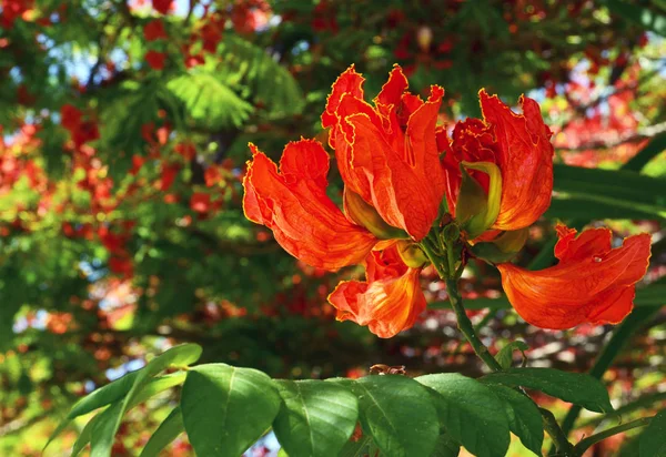 아프리카 튤립 나무 (Spathodea campanulata) 꽃 정원 테네리페, 카나리아 제도, 스페인. — 스톡 사진