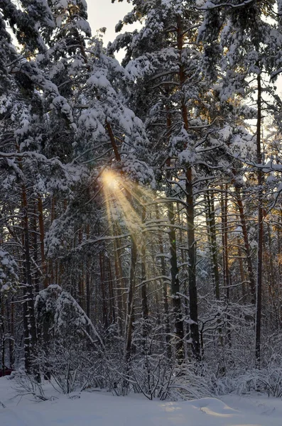 Winter forest covered with snow at sunset.Snowy pine trees in a winter forest.Winter landscape.Winter sunset.Christmas,Winter holidays or New Year concept.