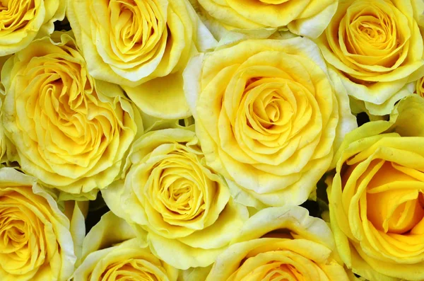 Yellow roses natural background.Bouquet of beautiful yellow roses close up.Copy space.Selective focus.