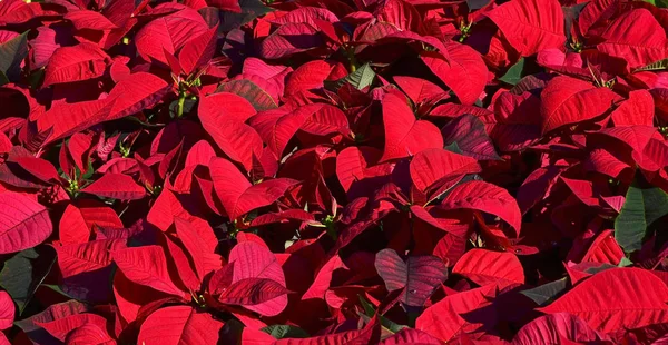 Poinsettias Rojas Estrella Navideña Plantas Estrella Belén Como Fondo Floral —  Fotos de Stock