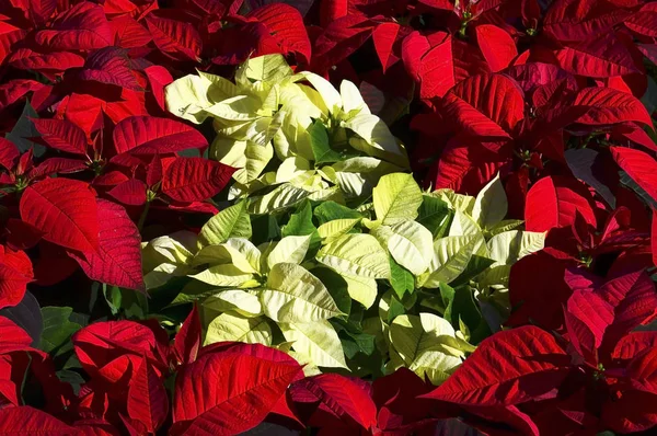 Poinsettias Rojas Blancas Estrella Navideña Plantas Star Bethlehem Como Fondo —  Fotos de Stock