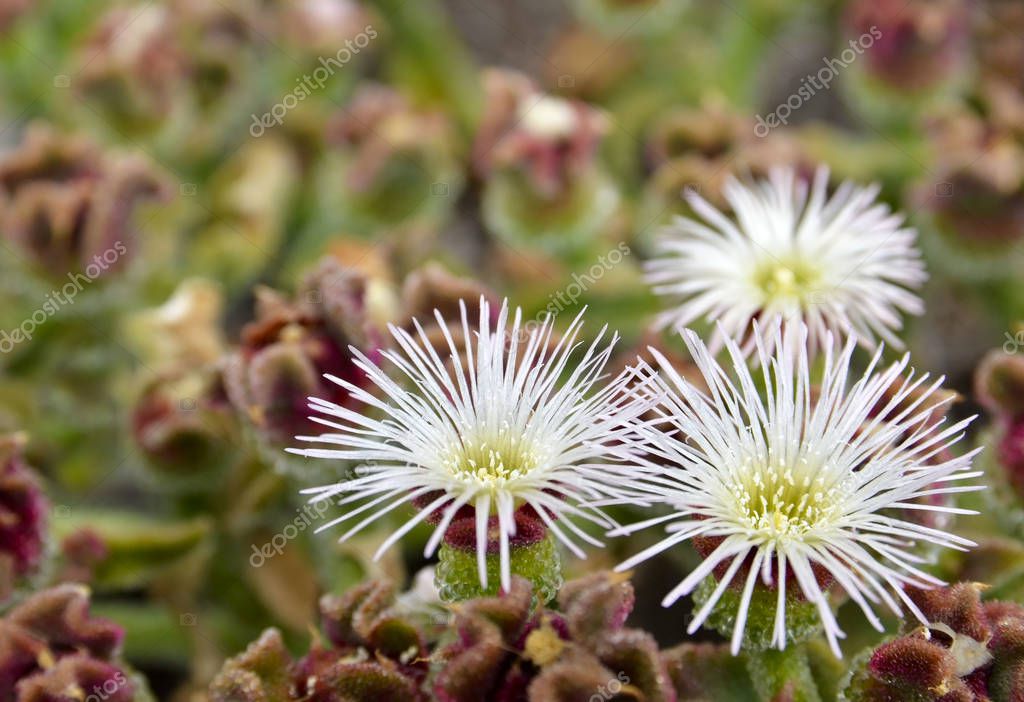 Mesembryanthemum Crystallinum Or Crystalline Ice Plant Succulent Growing Wild In Tenerife Canary Islands Spain Selective Focus Larastock Mesembryanthemum Crystallinum Or Crystalline Ice Plant Succulent Growing Wild In Tenerife Canary Islands Spain Selective Focus Larastock