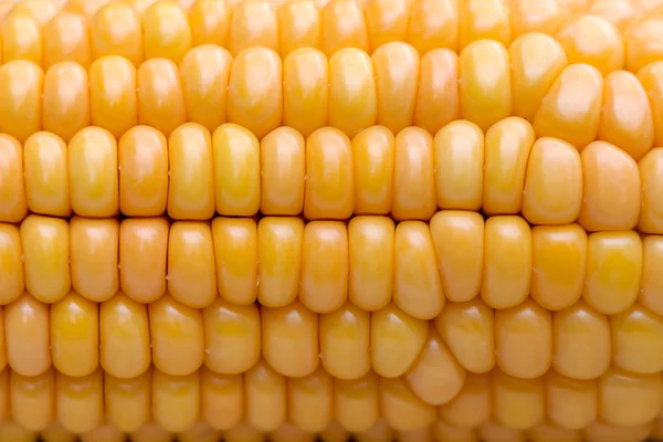 Kukurydza (Zea mays) zbliżenie — Zdjęcie stockowe