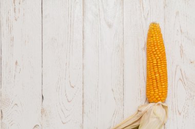 Mısır (Zea mays) yakın çekim