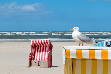 Martı, plaj sepeti, plaj, deniz, Langeoog