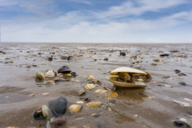 Wattenmeer at low tide, mussels clipart