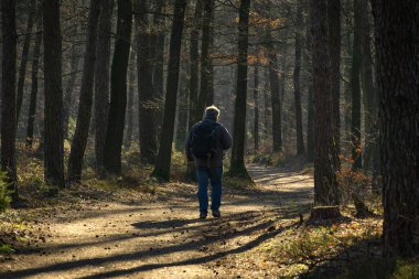 Özel bir aydınlatma havasında ormanda yürüyüş yapmak.
