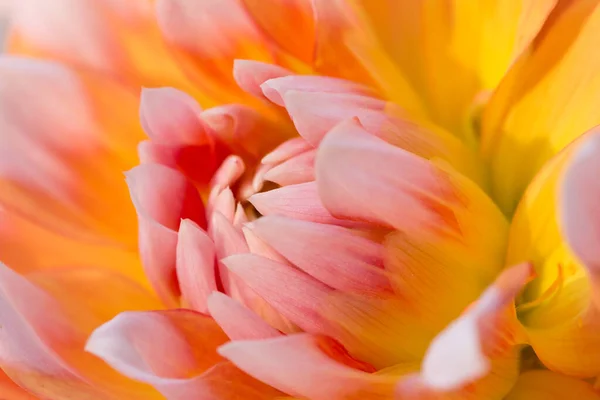 Flor Verano Floreciente Flor Macro Disparo — Foto de Stock