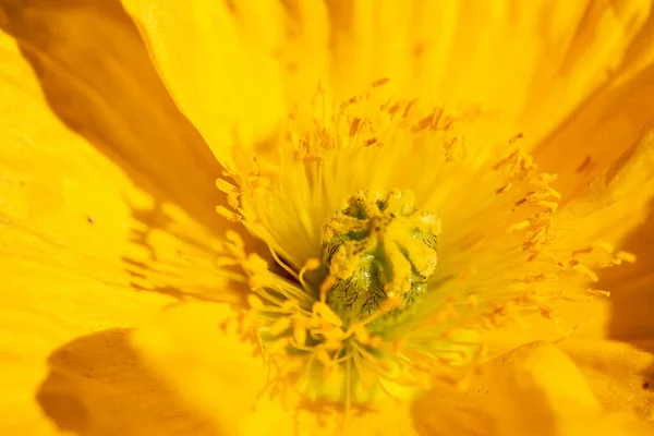 Flor Verano Floreciente Flor Macro Disparo — Foto de Stock