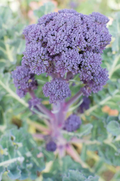 Bir bitki üzerinde mor brokoli