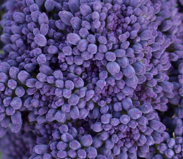 Mor brokoli florets yakın çekim