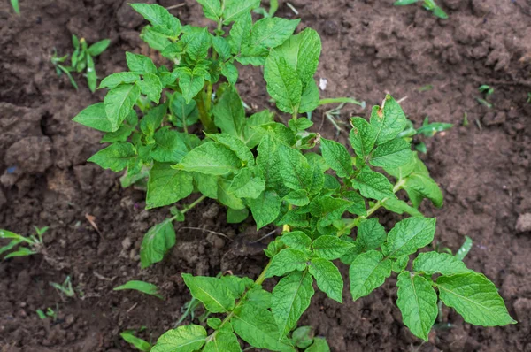 Patates bitki alanında