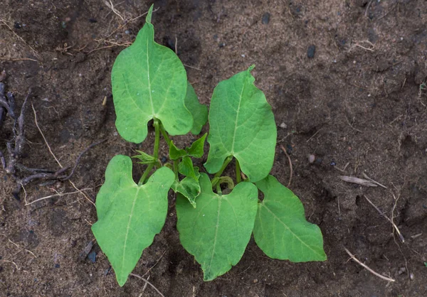 Genç bitki alanında fasulye