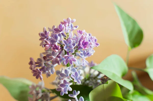 Mor Lila çiçek ve yaprakları sarı bir arka plan üzerinde