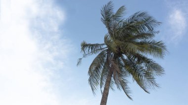 Hindistan cevizi ağacı bend gövde mavi gökyüzü kavramı