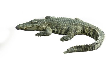 Timsah ısırığı hayvan çene dişleri su kavramı