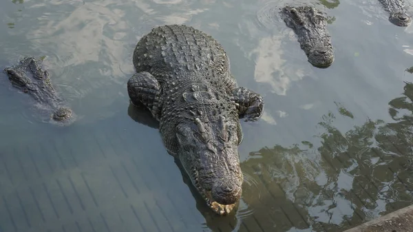 Krokodilen biter djur käken tänder vatten koncept — Stockfoto