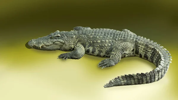 Mordedura de cocodrilo animal mandíbula dientes concepto de agua — Foto de Stock