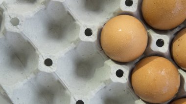 yumurta kabuğu tepsi kümes hayvanları doğa protein sağlıklı kavramı