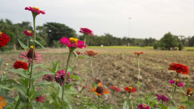 çiçek gökyüzü doğa gökyüzü çevre kavramı