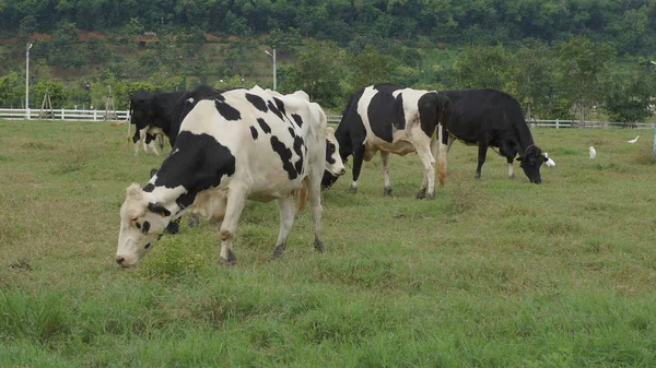 Cow djurfoder gräs äter smak gröna gården koncept — Stockfoto