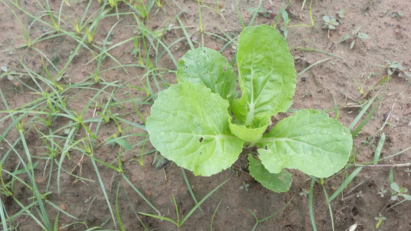 green vegetable grow plant raw organic health concept