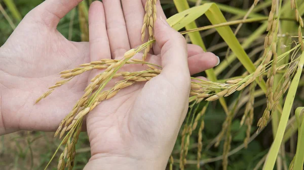 Mano arroz campo cosecha verde granja concepto natural — Foto de Stock