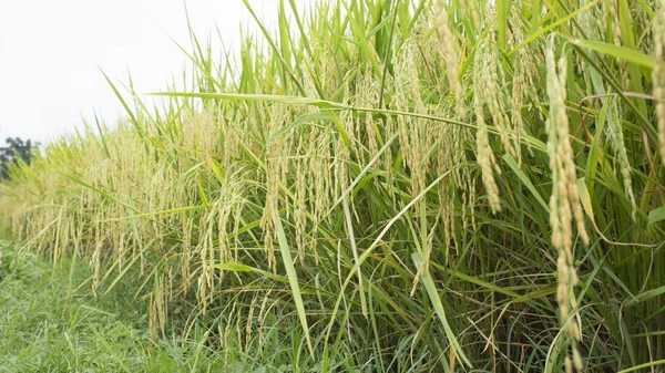 Campo de arroz cosecha granja verde concepto natural — Foto de Stock