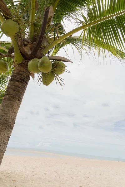 Coqueiro fruta praia mar oceano feriado objeto — Fotografia de Stock