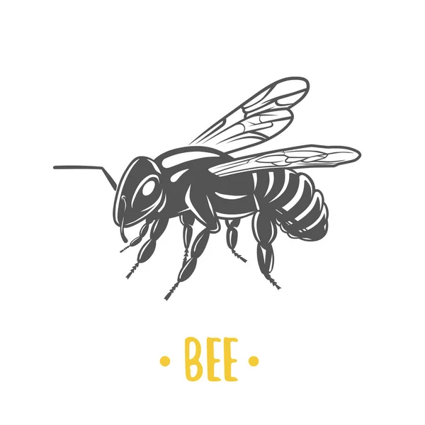 Bee illustration. Vektor logotypen isolerad på vit bakgrund. — Stock vektor