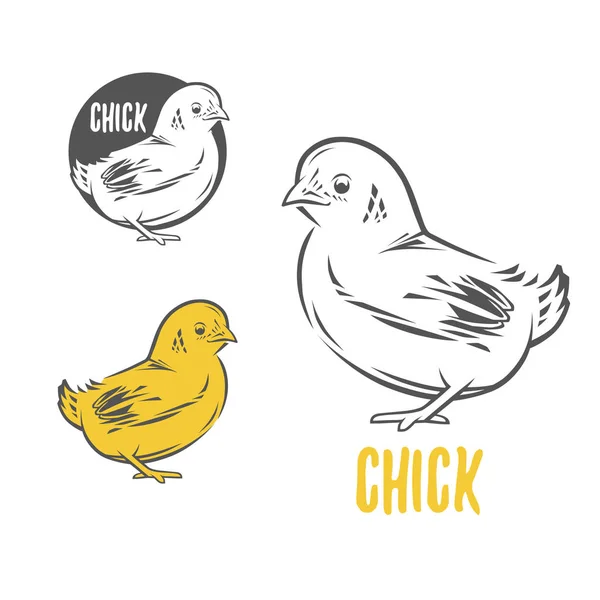 Chick. Vector illustration. Badges and design elements for the chicken manufacturing. — Stock Vector