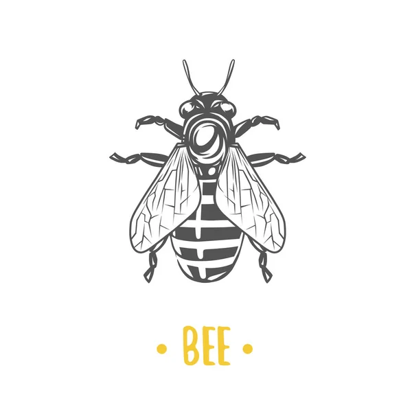 Bee illustratie. Vector logo geïsoleerd op witte achtergrond. — Stockvector