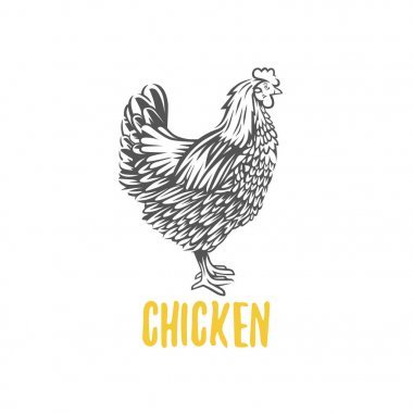 Tavuk. illüstrasyon, tavuk üretim için tasarım öğeleri.