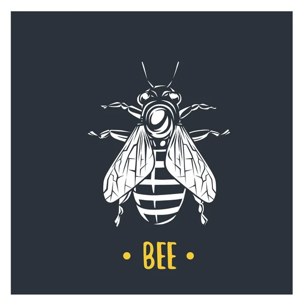 Bee illustratie. Vector logo geïsoleerd op witte achtergrond. — Stockvector