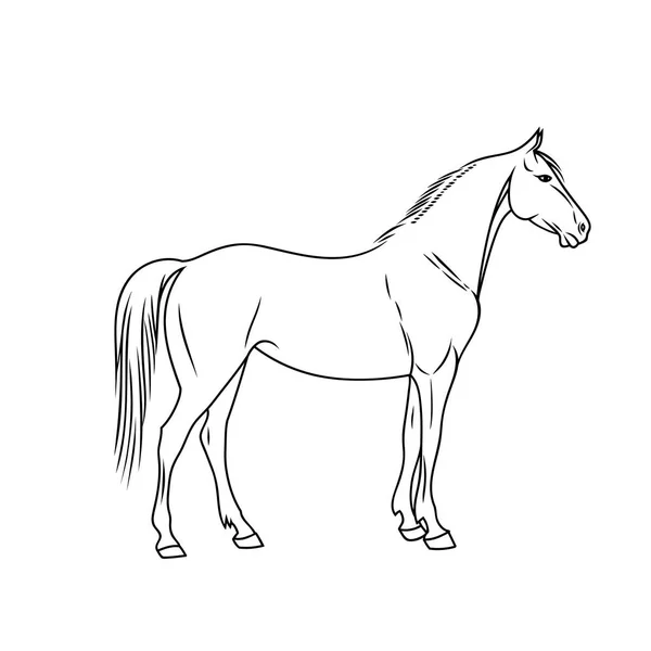 Elegante paard gedaan in een minimalistische stijl. Vectorillustratie. — Stockvector