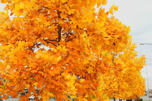 Cores de outono na árvore da cidade — Fotografia de Stock