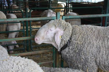 Novi sad, Sırbistan