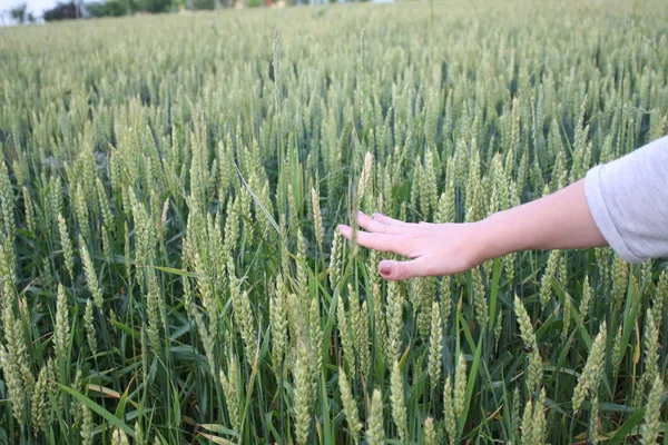 Hand eines Bauern berührt reifende Weizenähren im Frühsommer. — Stockfoto