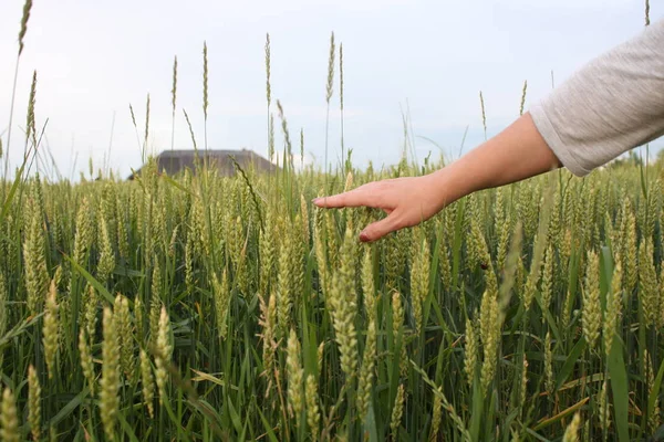 Hand eines Bauern berührt reifende Weizenähren im Frühsommer. — Stockfoto