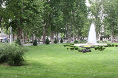 Zagreb şehrinin parkında çiçekler.