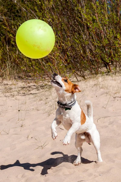 Hond Jack Russell spelen op de zee — Stockfoto