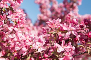 Pembe çiçekler elma ağacı çiçek açması