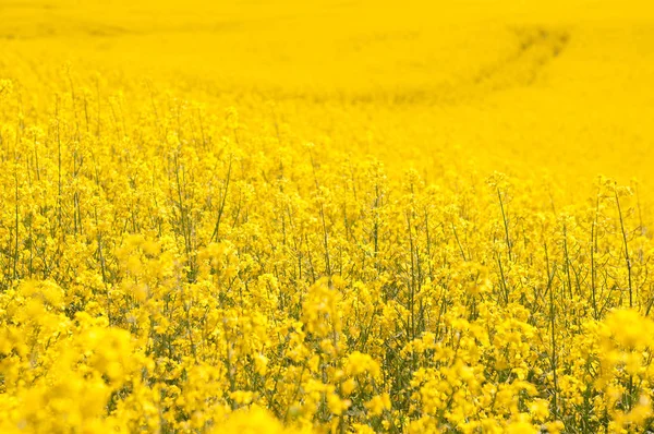 Yellow Rapeseed field background — Stock Photo, Image