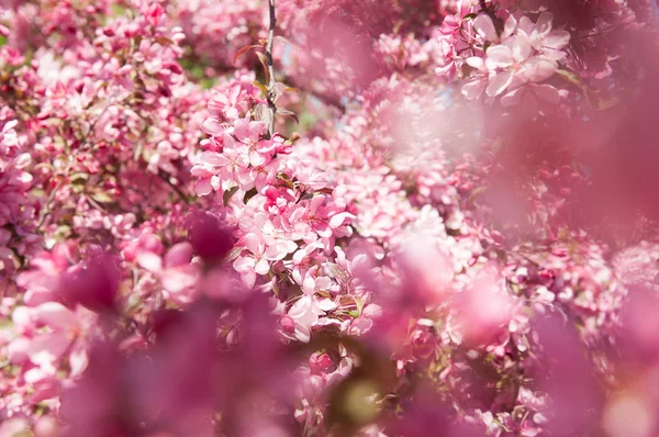 Flores rosadas que florecen manzano — Foto de Stock