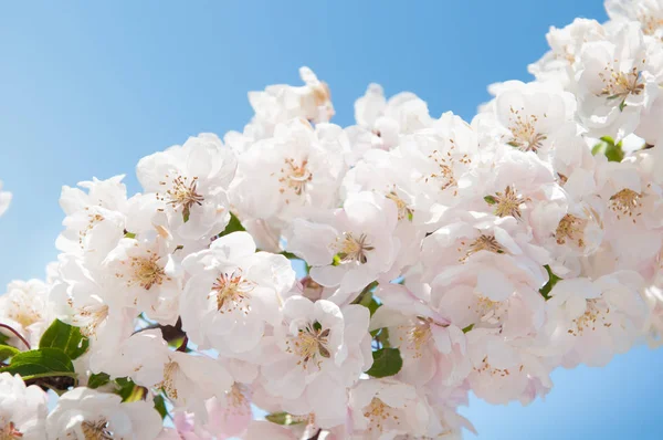 Flores blancas que florecen manzano — Foto de Stock