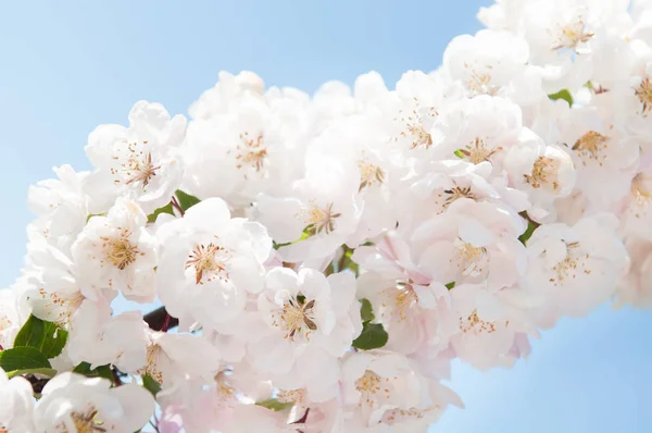 Flores blancas que florecen manzano — Foto de Stock