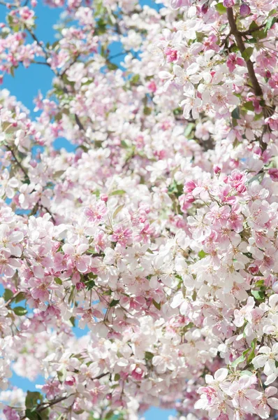 Flores blancas que florecen manzano — Foto de Stock